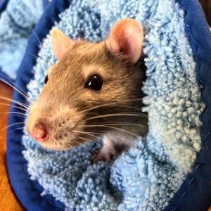 Meet your Posher, Zoe